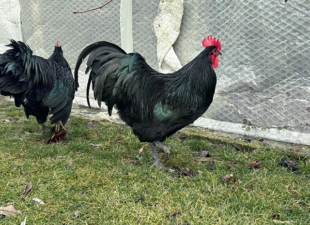 Інкубаційне яйце. Курчата- фото № 8