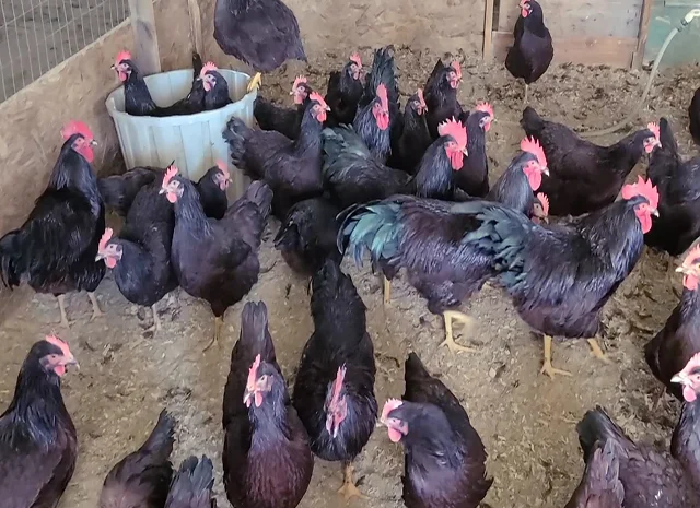 Інкубаційне яйце, птиця, курчата, Род-Айленд - червоний, білий- фото № 1