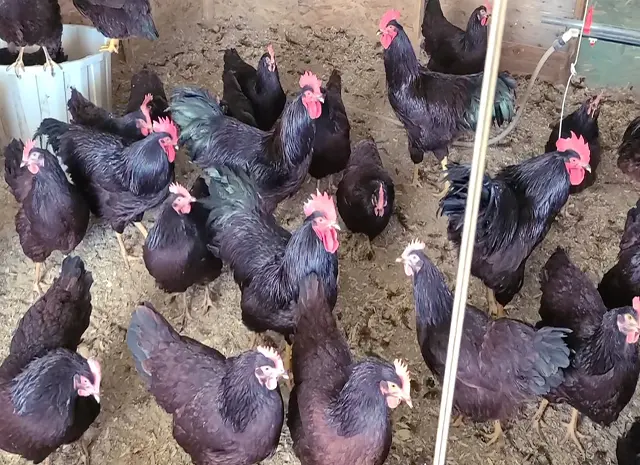 Инкубационное яйцо, птица, цыплята, Род-Айленд - красный, белый- фото № 2