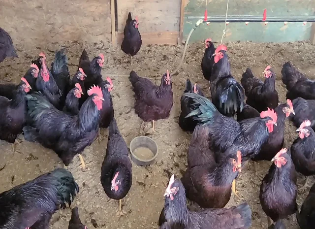 Інкубаційне яйце, птиця, курчата, Род-Айленд - червоний, білий- фото № 3