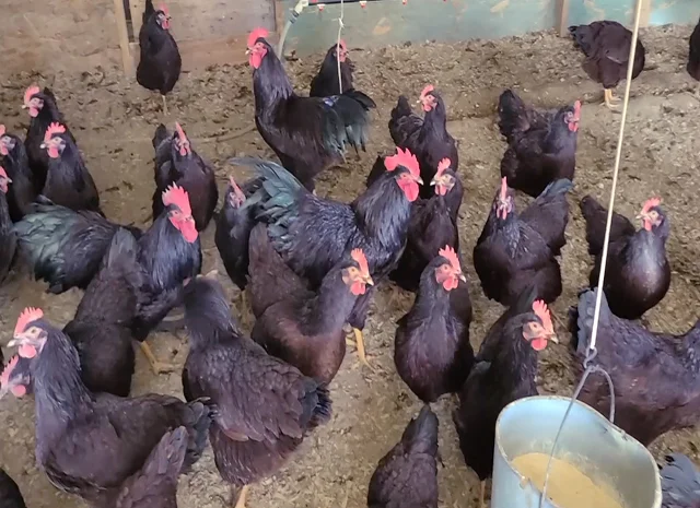 Інкубаційне яйце, птиця, курчата, Род-Айленд - червоний, білий- фото № 4