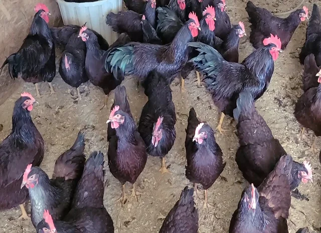 Інкубаційне яйце, птиця, курчата, Род-Айленд - червоний, білий- фото № 5