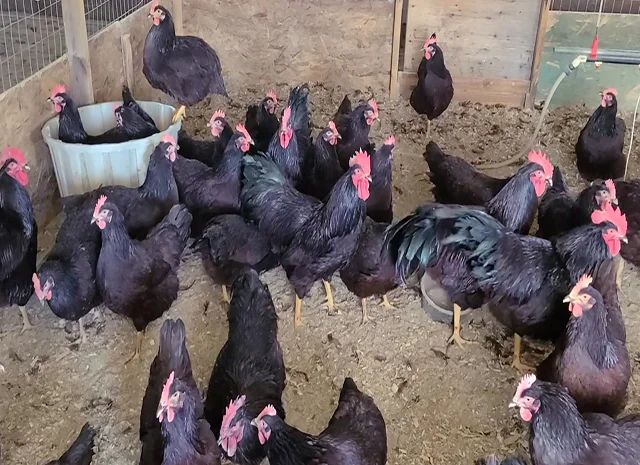 Інкубаційне яйце, птиця, курчата, Род-Айленд - червоний, білий- фото № 6