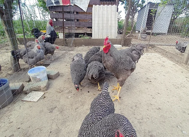 Інкубаційне яйце, птиця, курчата, Плімутрок - смугастий, срібло- фото № 1