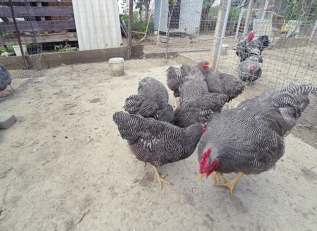 Інкубаційне яйце, птиця, курчата, Плімутрок - смугастий, срібло- фото № 2