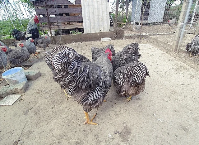 Інкубаційне яйце, птиця, курчата, Плімутрок - смугастий, срібло- фото № 3