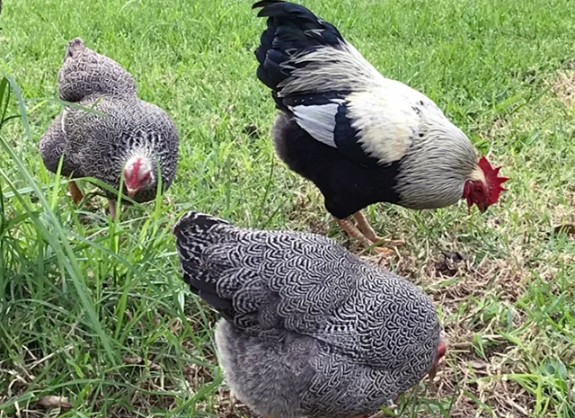 Інкубаційне яйце, птиця, курчата, Плімутрок - смугастий, срібло- фото № 4