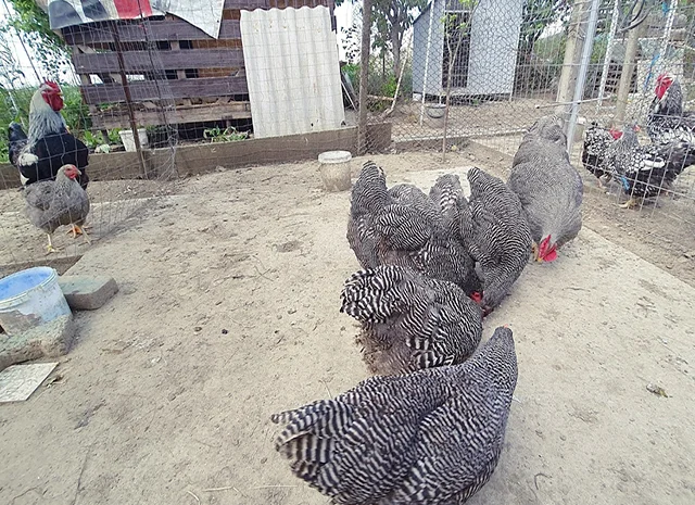 Інкубаційне яйце, птиця, курчата, Плімутрок - смугастий, срібло- фото № 5