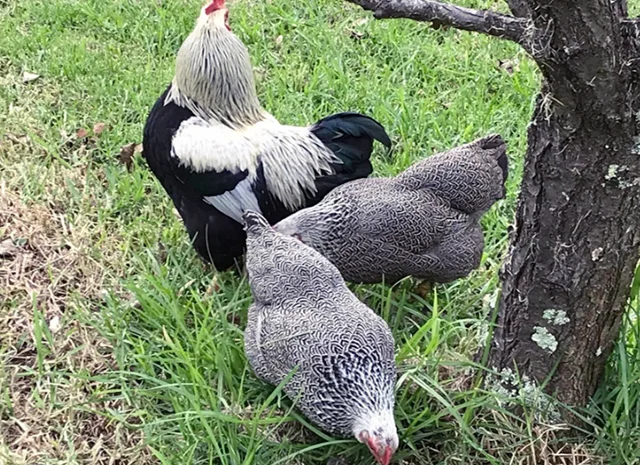 Інкубаційне яйце, птиця, курчата, Плімутрок - смугастий, срібло- фото № 6