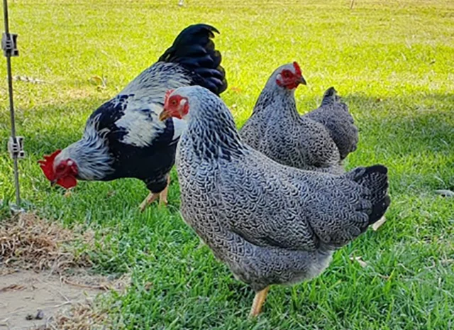 Інкубаційне яйце, птиця, курчата, Плімутрок - смугастий, срібло- фото № 7