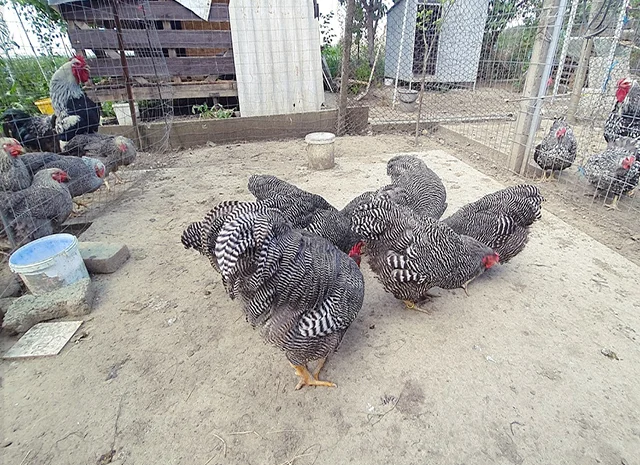 Інкубаційне яйце, птиця, курчата, Плімутрок - смугастий, срібло- фото № 8