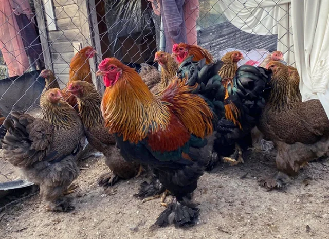 Інкубаційне яйце, птиця, курчата, Кохінхін - срібло, куріпчаста, смугаста- фото № 1