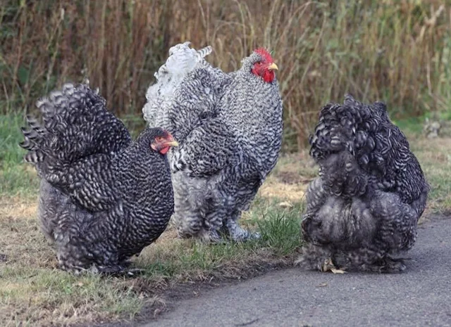Інкубаційне яйце, птиця, курчата, Кохінхін - срібло, куріпчаста, смугаста- фото № 2