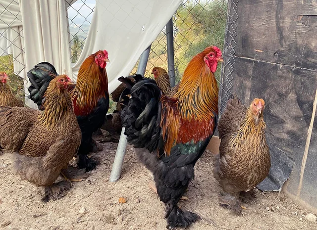 Інкубаційне яйце, птиця, курчата, Кохінхін - срібло, куріпчаста, смугаста- фото № 3