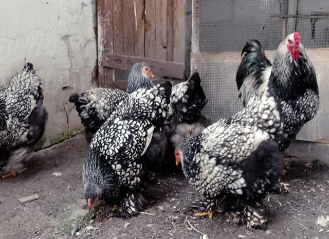 Інкубаційне яйце, птиця, курчата, Кохінхін - срібло, куріпчаста, смугаста- фото № 4