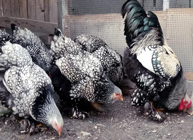 Інкубаційне яйце, птиця, курчата, Кохінхін - срібло, куріпчаста, смугаста- фото № 7