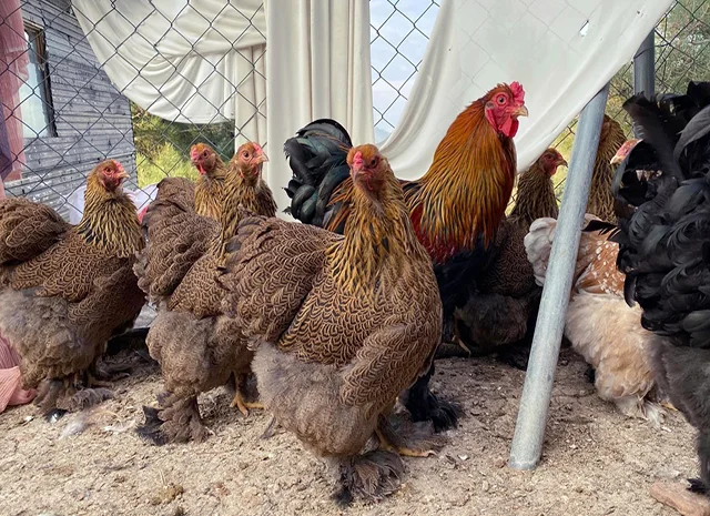 Інкубаційне яйце, птиця, курчата, Кохінхін - срібло, куріпчаста, смугаста- фото № 8