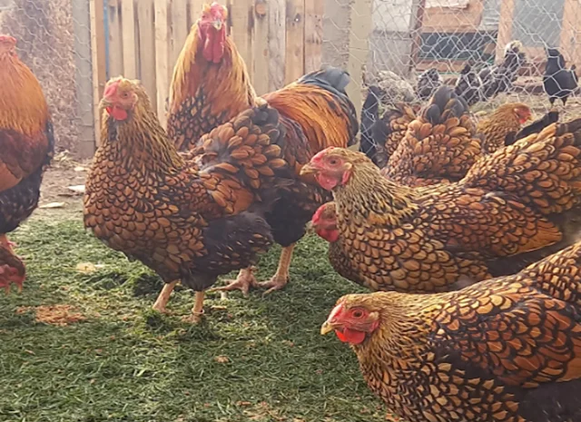 Інкубаційне яйце, птиця, курчата, Віандот - золото, смугастий- фото № 1