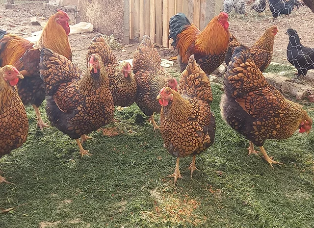 Інкубаційне яйце, птиця, курчата, Віандот - золото, смугастий- фото № 2