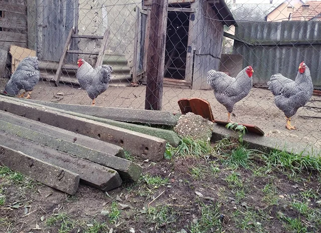 Інкубаційне яйце, птиця, курчата, Віандот - золото, смугастий- фото № 3