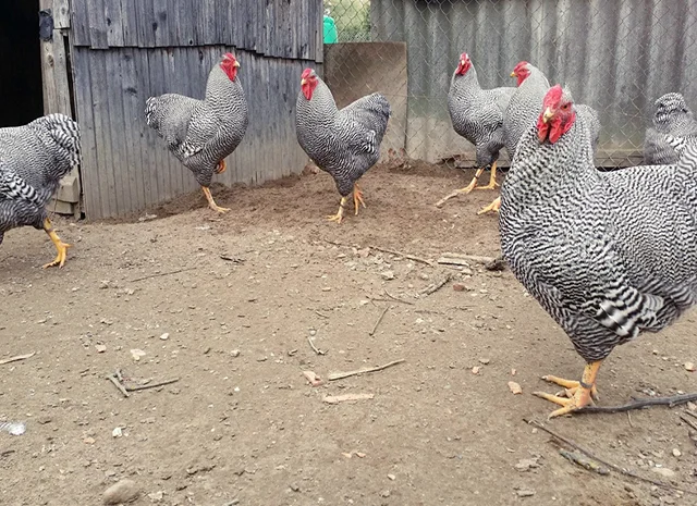 Інкубаційне яйце, птиця, курчата, Віандот - золото, смугастий- фото № 6