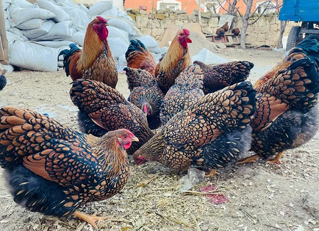 Інкубаційне яйце, птиця, курчата, Віандот - золото, смугастий- фото № 7