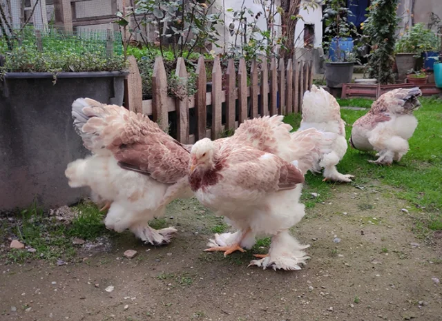 Інкубаційне яйце, птиця, курчата, Брама - лососева, колумбія, блакитне золото- фото № 2