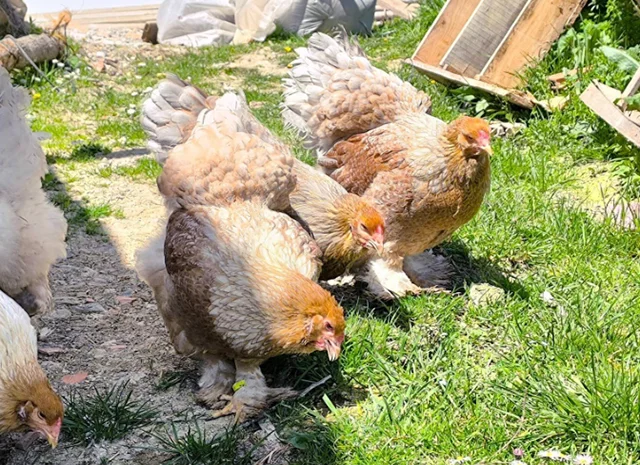 Інкубаційне яйце, птиця, курчата, Брама - лососева, колумбія, блакитне золото- фото № 3