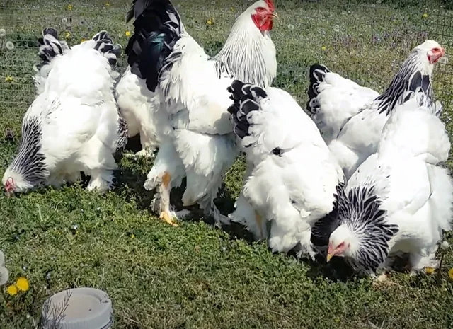Інкубаційне яйце, птиця, курчата, Брама - лососева, колумбія, блакитне золото- фото № 4