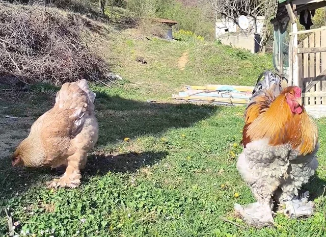 Інкубаційне яйце, птиця, курчата, Брама - лососева, колумбія, блакитне золото- фото № 5