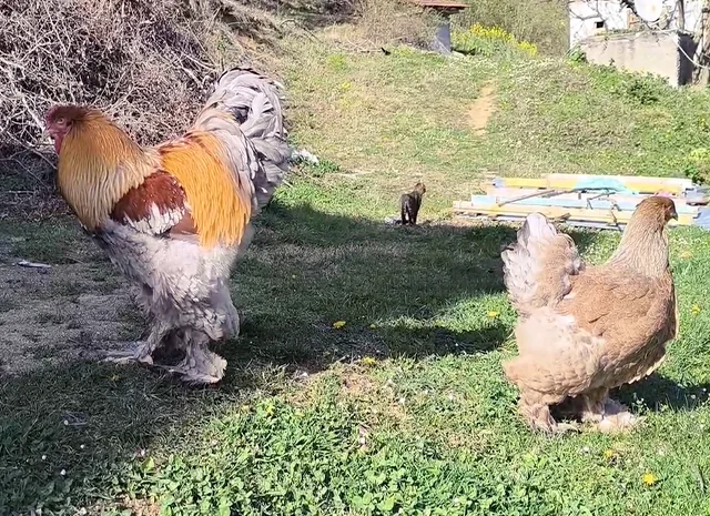 Інкубаційне яйце, птиця, курчата, Брама - лососева, колумбія, блакитне золото- фото № 6