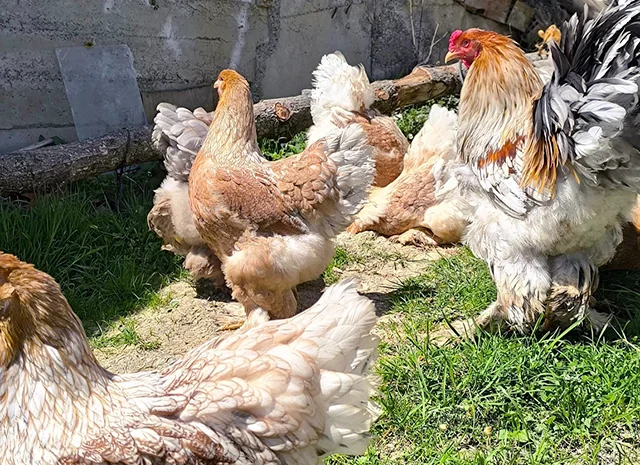 Інкубаційне яйце, птиця, курчата, Брама - лососева, колумбія, блакитне золото- фото № 8