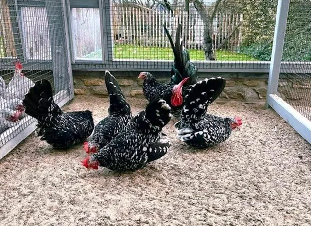 Яйце на інкубацію, курчата, Шабо: блакитний, фарфоровий, лаванда, мармур- фото № 1