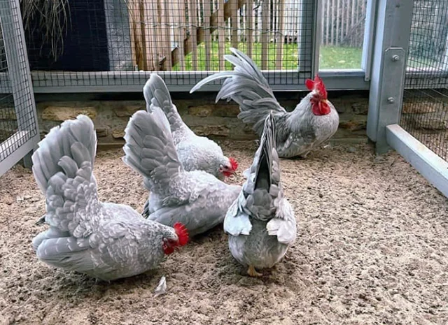 Яйце на інкубацію, курчата, Шабо: блакитний, фарфоровий, лаванда, мармур- фото № 2