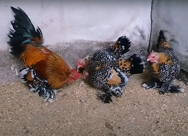 Яйце на інкубацію, курчата, Шабо: блакитний, фарфоровий, лаванда, мармур- фото № 4