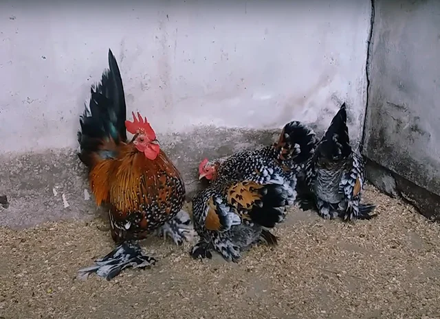 Яйце на інкубацію, курчата, Шабо: блакитний, фарфоровий, лаванда, мармур- фото № 5