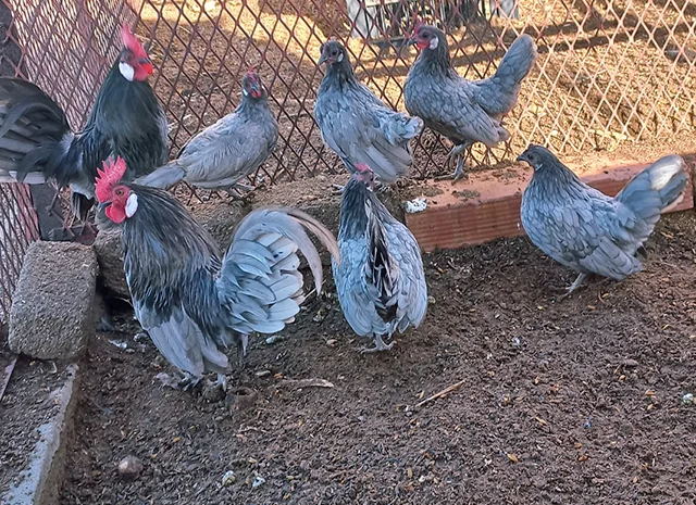 Яйце на інкубацію, курчата, Шабо: блакитний, фарфоровий, лаванда, мармур- фото № 6