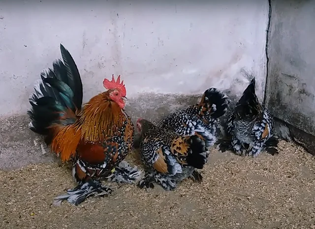 Яйце на інкубацію, курчата, Шабо: блакитний, фарфоровий, лаванда, мармур- фото № 7