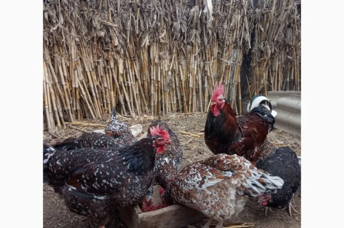 Продам інкубаційні яйця курей породи лівенська сітцева- фото № 1