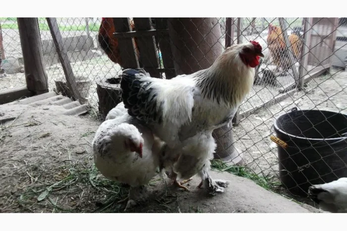 Інкубаційні яйця Брама біла- фото № 1