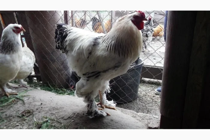 Інкубаційні яйця Брама біла- фото № 2