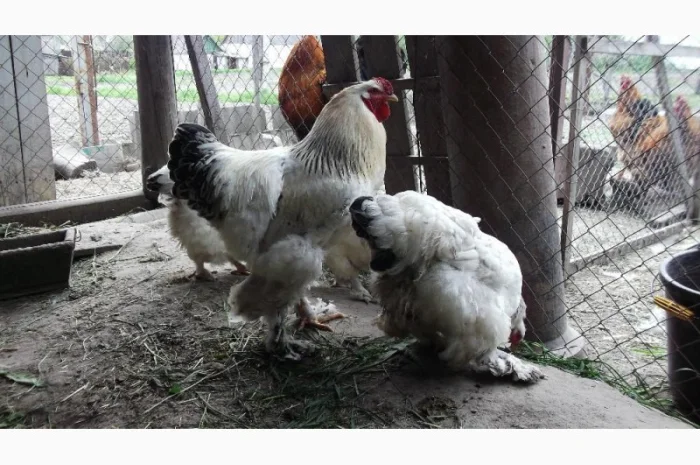 Інкубаційні яйця Брама біла- фото № 3