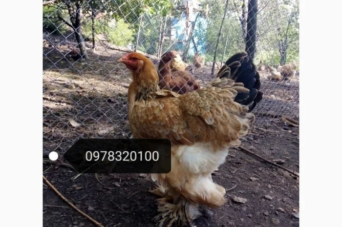 Продам інкубаційні яйця курей породи Брама- фото № 2