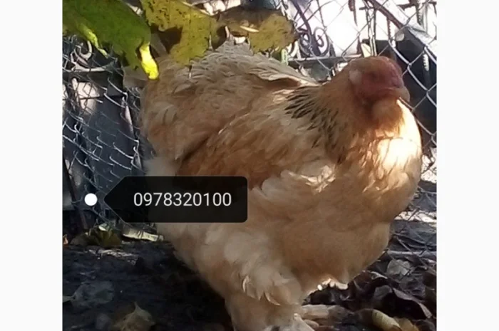 Продам інкубаційні яйця курей породи Брама- фото № 3