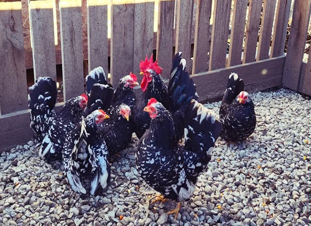 Інкубаційне яйце, курчата, Мільфлер – лимон, мармуровий, блакитний- фото № 1