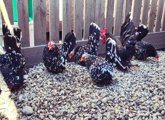 Інкубаційне яйце, курчата, Мільфлер – лимон, мармуровий, блакитний- фото № 3