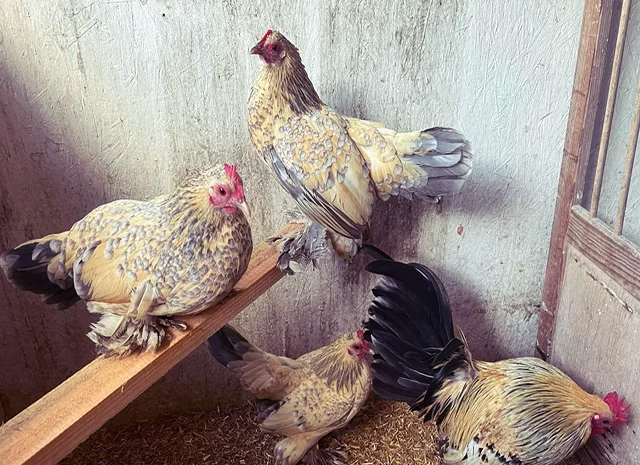 Інкубаційне яйце, курчата, Мільфлер – лимон, мармуровий, блакитний- фото № 4