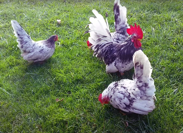 Інкубаційне яйце, курчата, Мільфлер – лимон, мармуровий, блакитний- фото № 5