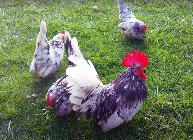 Інкубаційне яйце, курчата, Мільфлер – лимон, мармуровий, блакитний- фото № 6