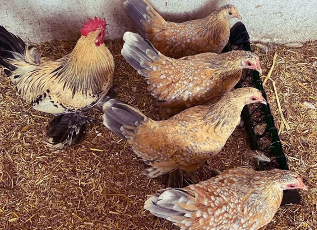 Інкубаційне яйце, курчата, Мільфлер – лимон, мармуровий, блакитний- фото № 7